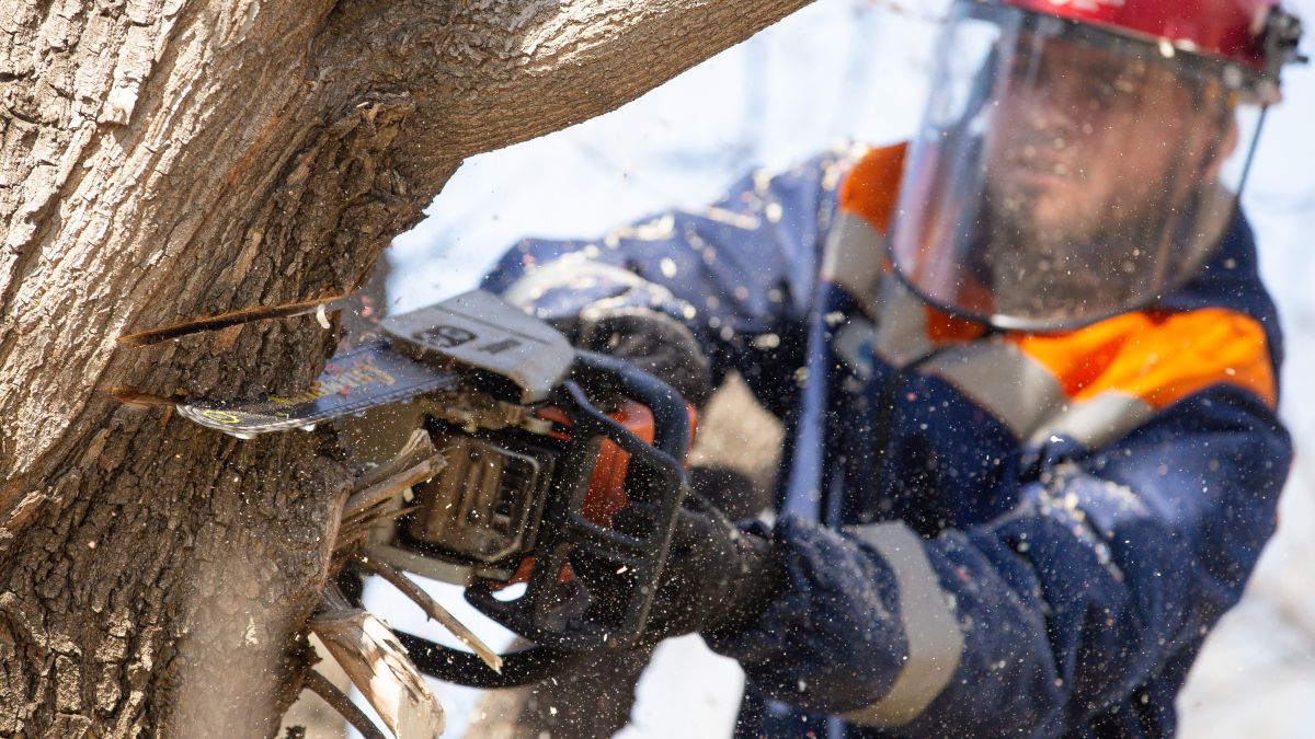Энергетики "Россети Сибирь" расчищают просеки линий электропередачи в Алтайском крае