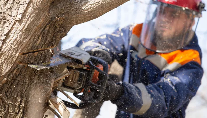 Энергетики Россети Сибирь расчищают просеки линий электропередачи в Алтайском крае