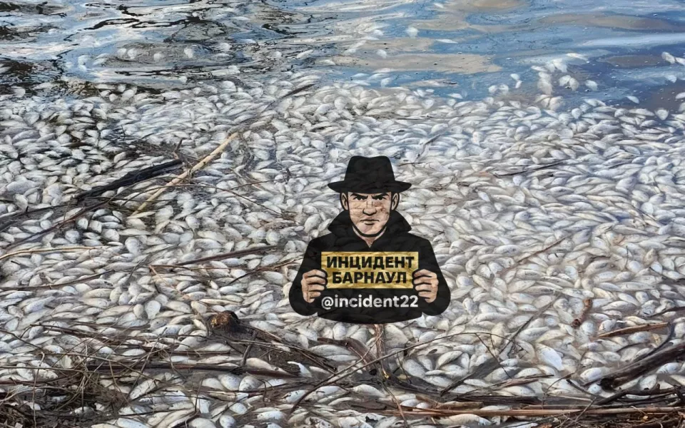 Массовая гибель рыбы произошла в райцентре Завьялово