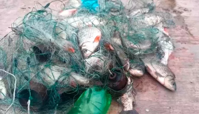 Троим барнаульцам грозит до пяти лет тюрьмы за нелегальную рыбалку