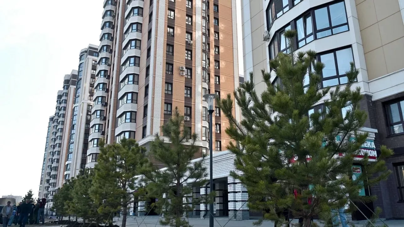 Барнаульцы вместе с мэром высадили сосны на ул. 65 лет Победы: как это было