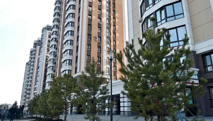 Барнаульцы вместе с мэром высадили сосны на ул. 65 лет Победы: как это было