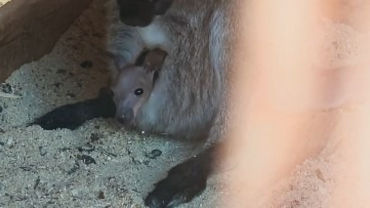 Кенгуренок