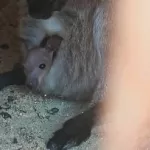 Малыш-кенгуренок из барнаульского зоопарка начал выглядывать из сумки. Видео