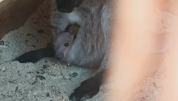 Малыш-кенгуренок из барнаульского зоопарка начал выглядывать из сумки. Видео