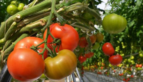 Рекордный урожай овощей прогнозируют в России