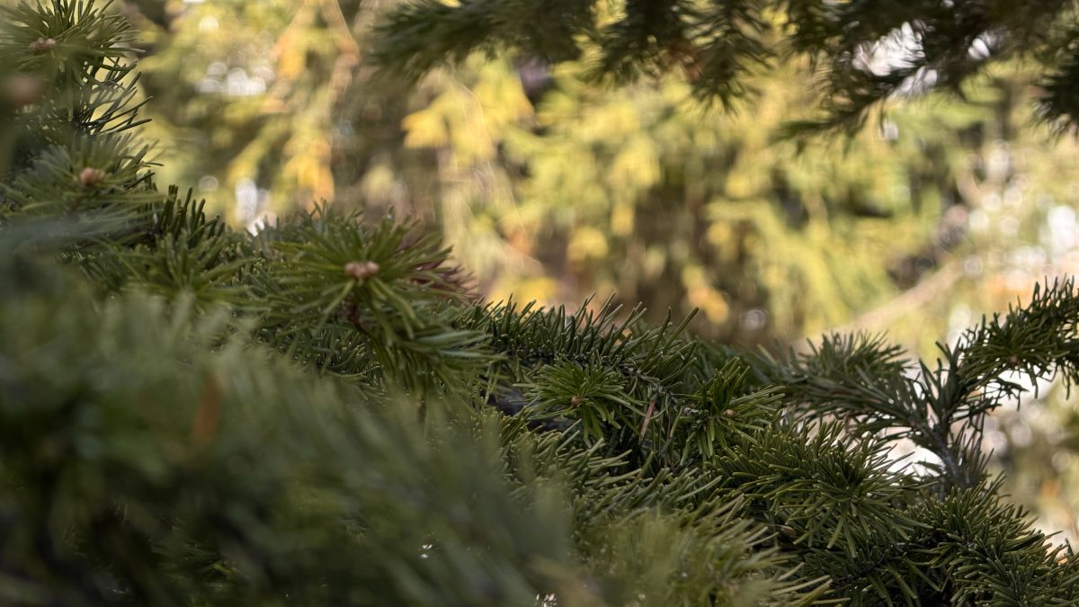 Перенос деревьев