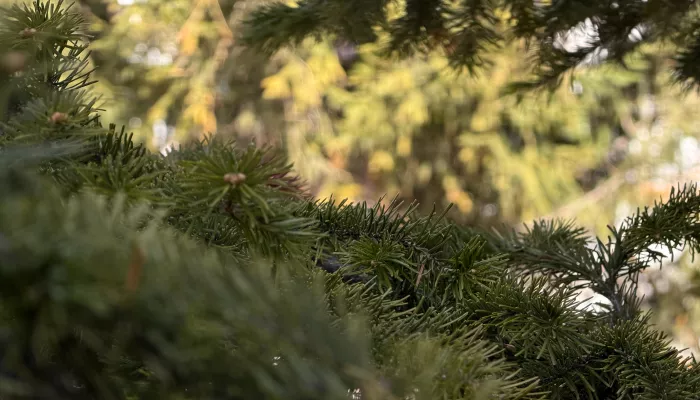 Бережное развитие: девелопер Мой Дом пересаживает деревья с площадки Авальмана