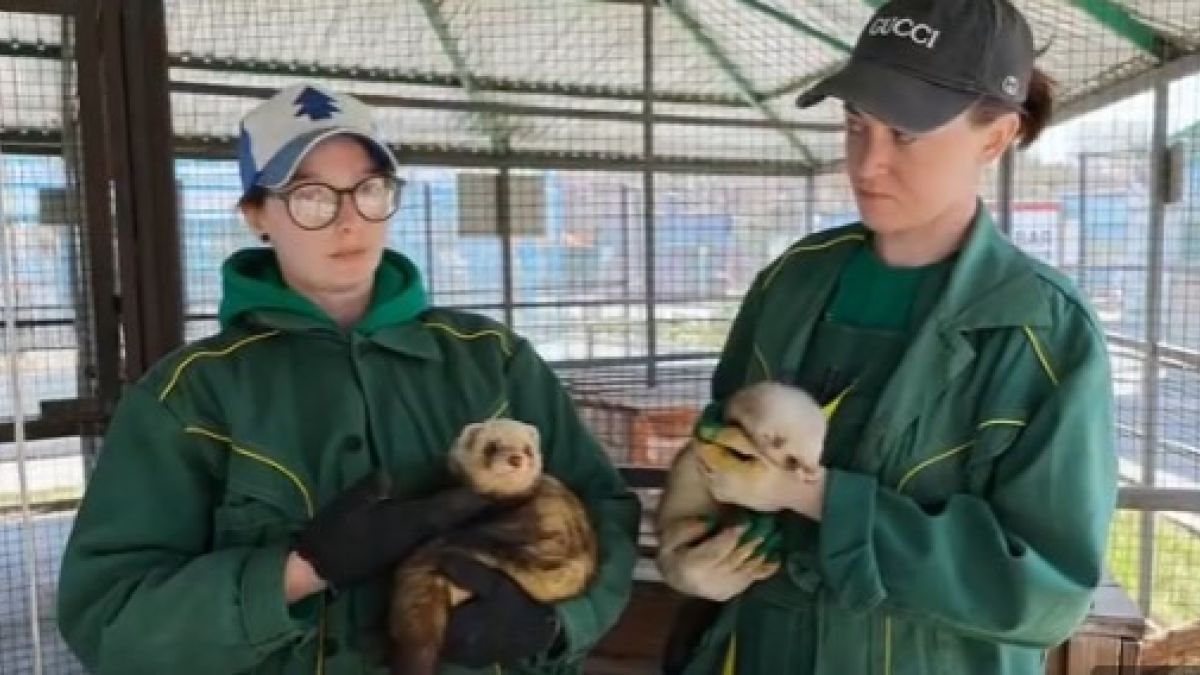 Сотрудники зоопарка рассказали нюансы жизни хорьков