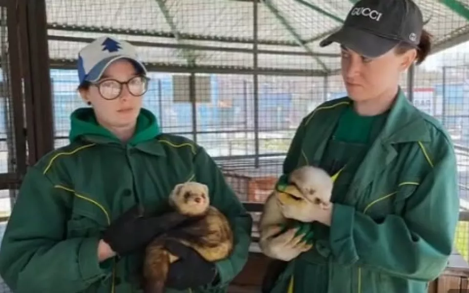 В барнаульском зоопарке объяснили поразившее посетителей поведение хорьков