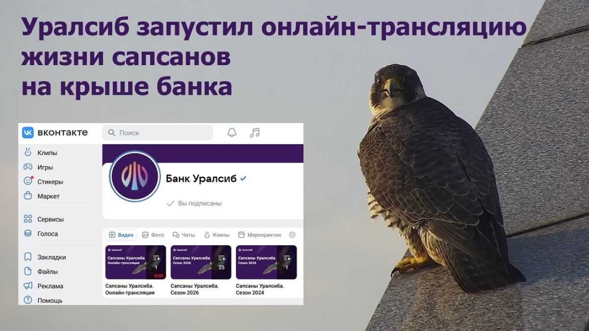 Уралсиб запустил онлайн-трансляцию жизни сапсанов на крыше банка