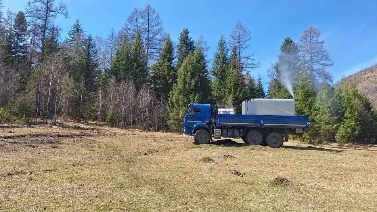 Республика Алтай. Лес