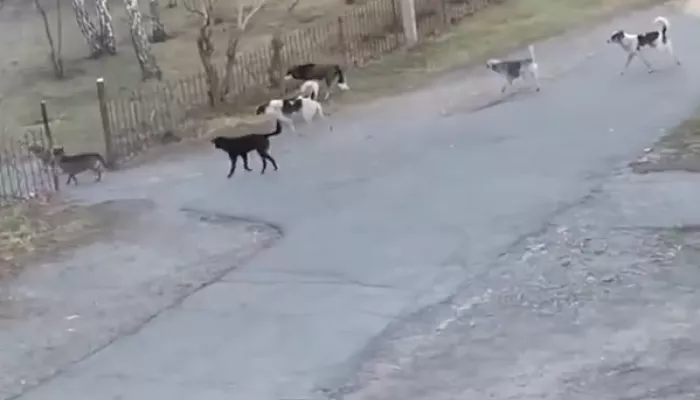 Агрессия и постоянный лай: в Камне-на-Оби пожаловались на бездомных собак