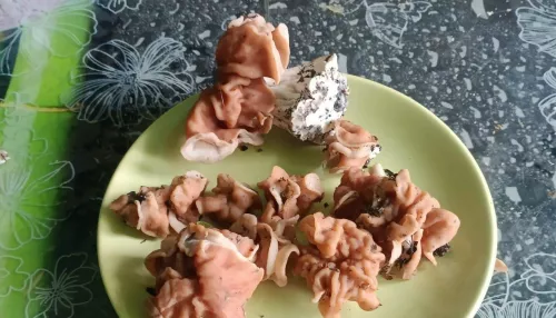 Алтайские грибники открыли сезон: фото первого улова