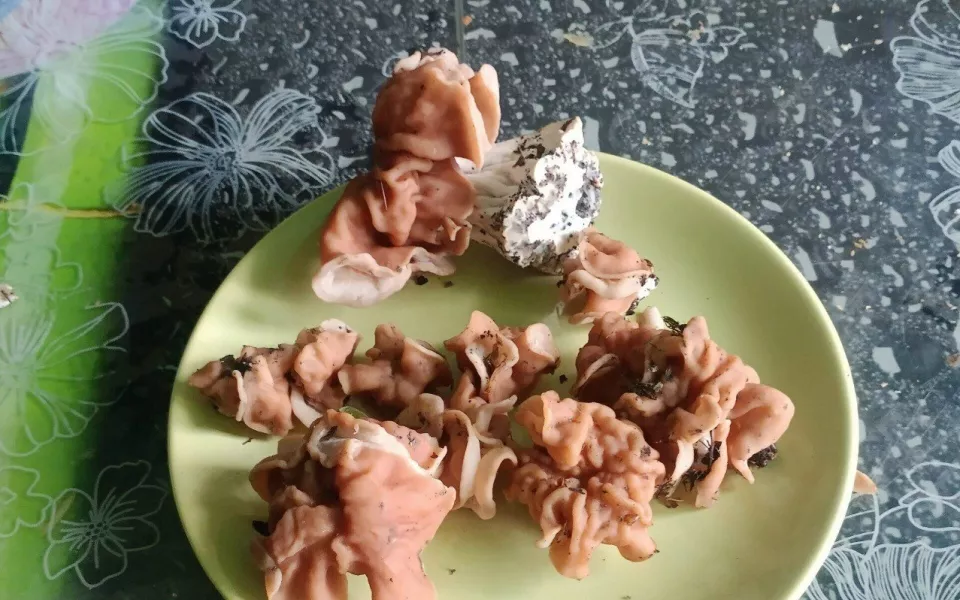 Алтайские грибники открыли сезон: фото первого улова