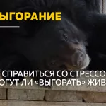 В поисках спокойствия: как животные помогают справиться с выгоранием