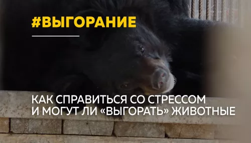 В поисках спокойствия: как животные помогают справиться с выгоранием