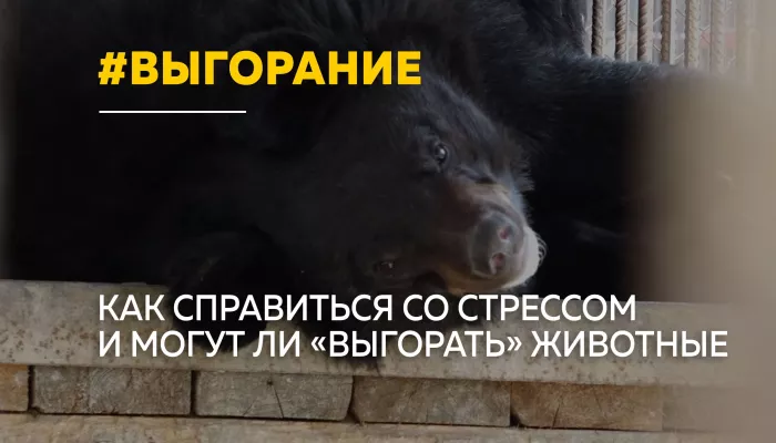 В поисках спокойствия: как животные помогают справиться с выгоранием