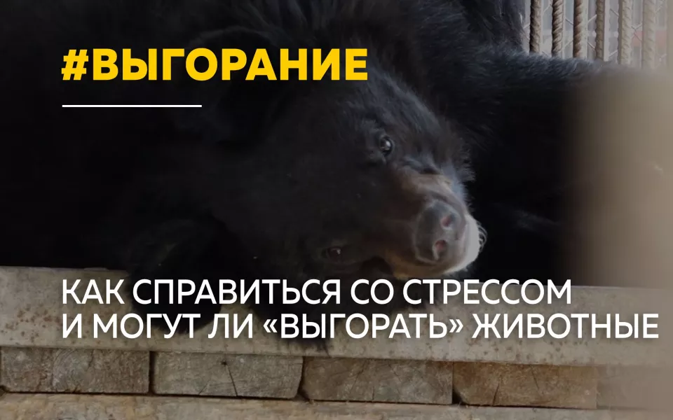 В поисках спокойствия: как животные помогают справиться с выгоранием