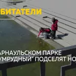В пруду парка Изумрудный в Барнауле появятся белые амуры
