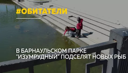 В пруду парка Изумрудный в Барнауле появятся белые амуры