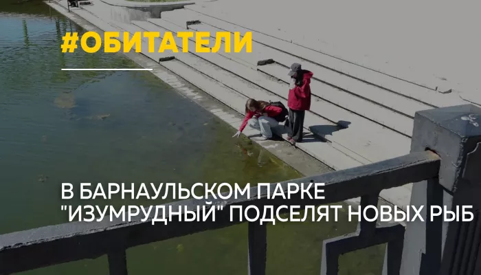 В пруду парка Изумрудный в Барнауле появятся белые амуры