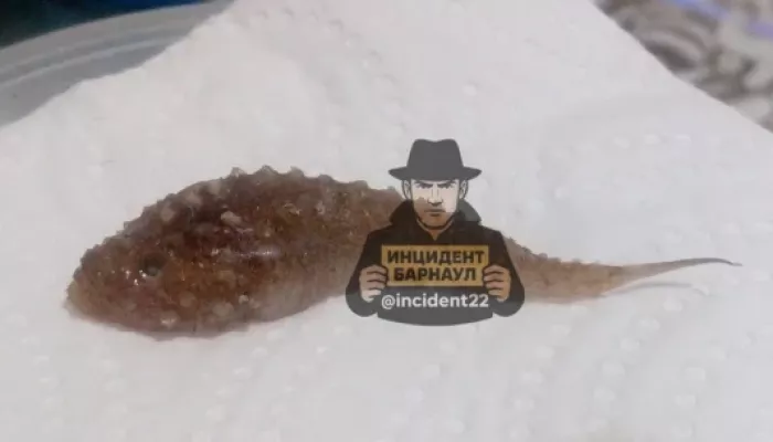 Жительница Алтайского края нашла в кильке странное пупырчатое существо