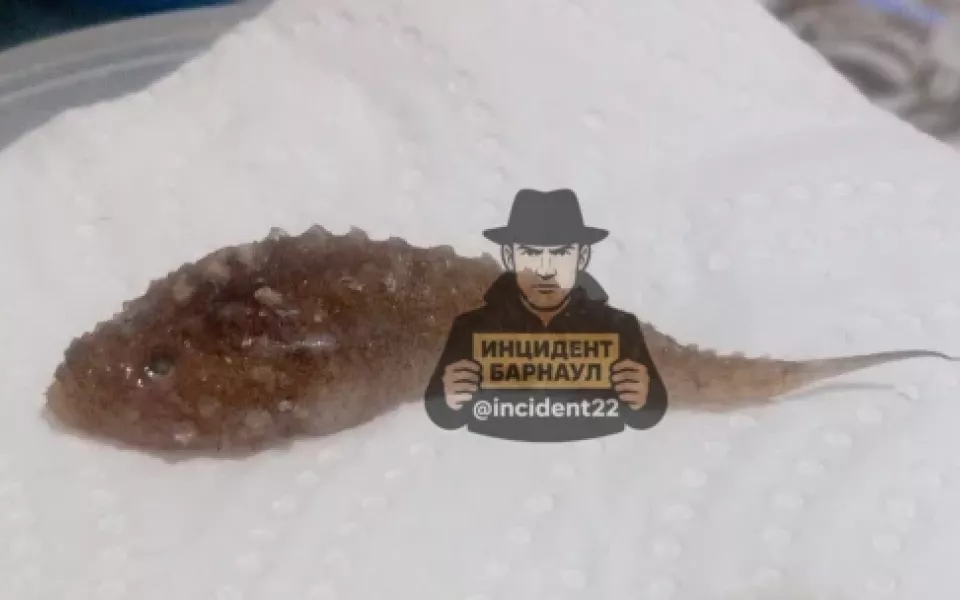 Жительница Алтайского края нашла в кильке странное пупырчатое существо