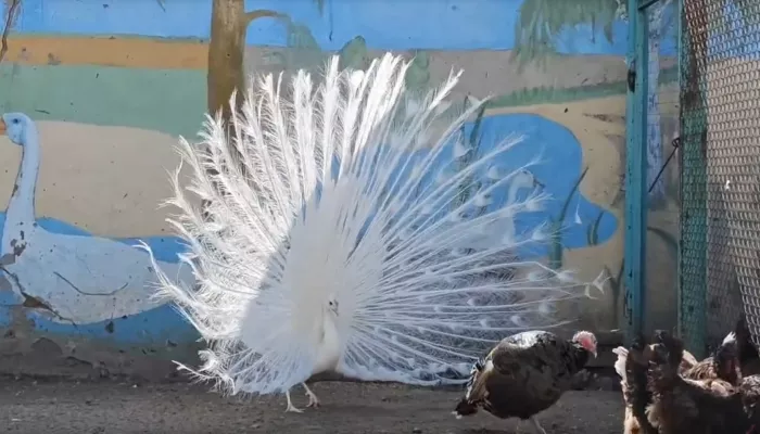 Павлины в барнаульском зоопарке похвастались роскошными хвостами. Видео