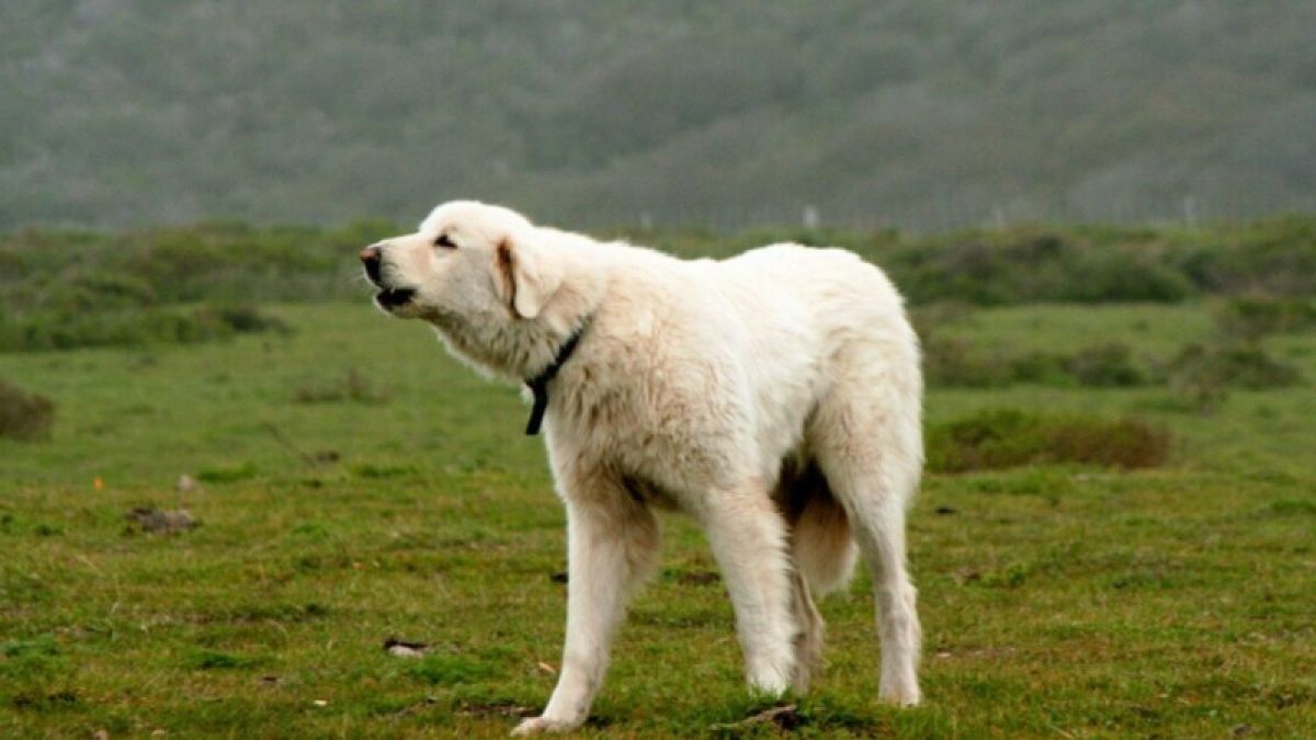 "Это мифические породы": барнаульский кинолог о списке опасных собак