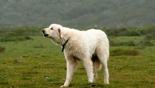 Это мифические породы: барнаульский кинолог о списке опасных собак