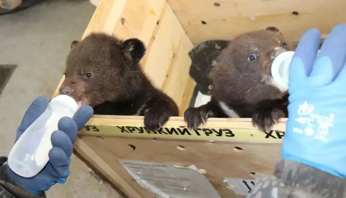 Спасенных гималайских медвежат-сирот поселят в Новосибирском зоопарке. Фото
