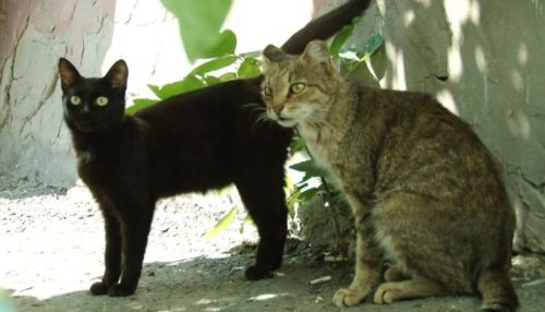 Барнаульцы вступились за кошек, которых выселяют из подвала дома