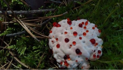 Кровавый гриб обнаружили в лесу под Новосибирском