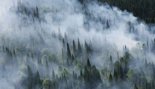 Ущерб от лесных пожаров оценили в 2,5 млрд рублей