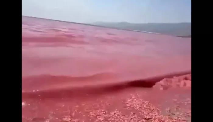 Побережье Омана окрасилось в красный цвет из-за тысяч креветок. Видео