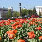 Яркие весенние островки: в Барнауле расцвели тюльпаны. Фото