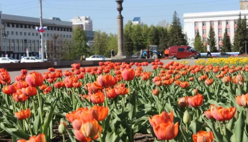 Яркие весенние островки: в Барнауле расцвели тюльпаны. Фото