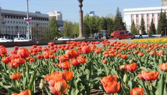 Яркие весенние островки: в Барнауле расцвели тюльпаны. Фото