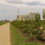 Чистка свалки или вырубка деревьев? Горожан насторожила застройка зеленых гектаров