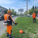 В Барнауле дорожники начали косить траву вдоль обочин дорог