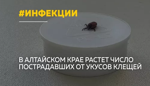 Клещи вышли на охоту: в Алтайском крае уже более 1500 укусов