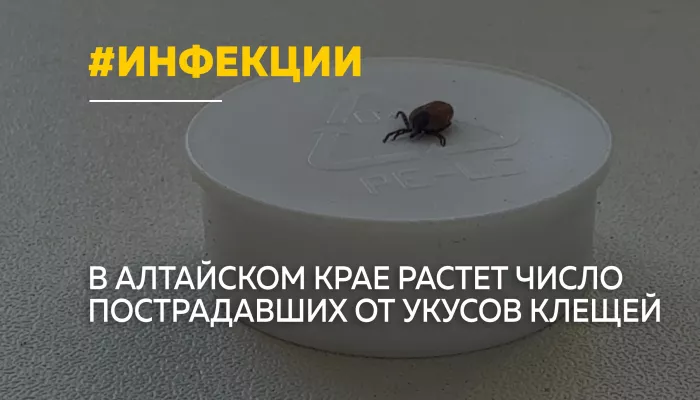 Клещи вышли на охоту: в Алтайском крае уже более 1500 укусов