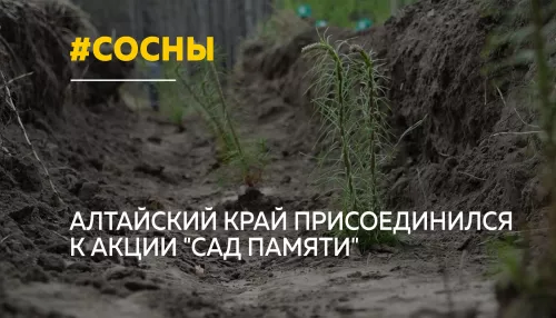 В Алтайском крае высадили тысячи деревьев в память о героях войны