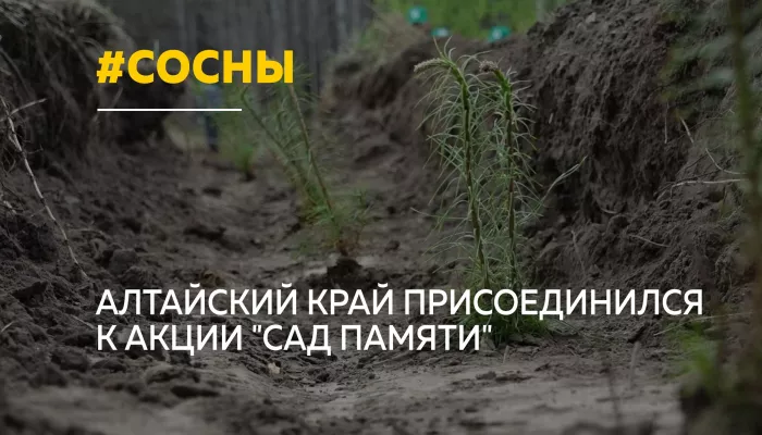 В Алтайском крае высадили тысячи деревьев в память о героях войны