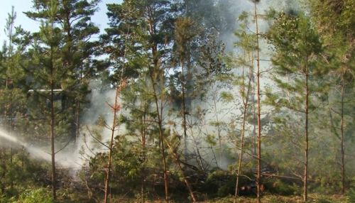 Алтайские спасатели потушили сухой сосновый лес