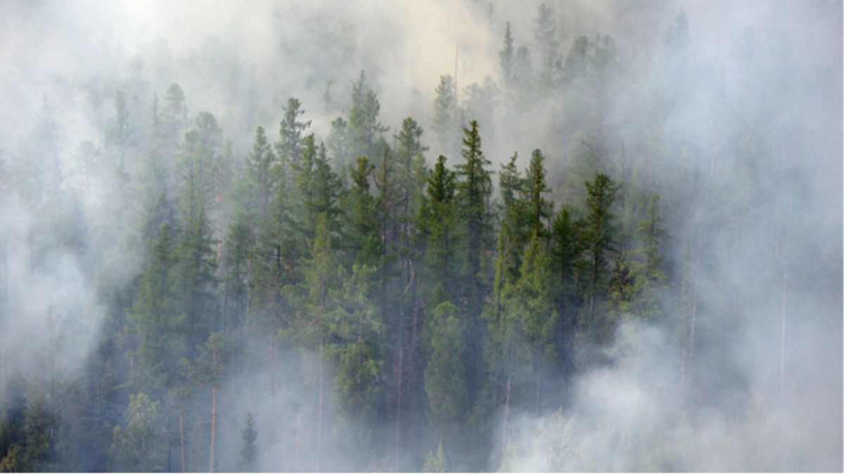 Случаи намеренного поджога леса выявила Генпрокуратура в Сибири