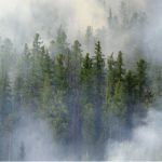 Случаи намеренного поджога леса выявила Генпрокуратура в Сибири