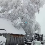 В районах Алтайского края прошли майские снегопады. Фото