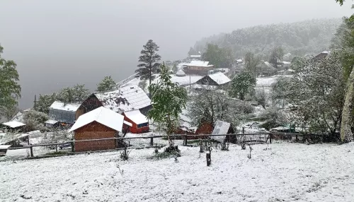Заповедные берега Телецкого озера засыпало майским снегом. Фото